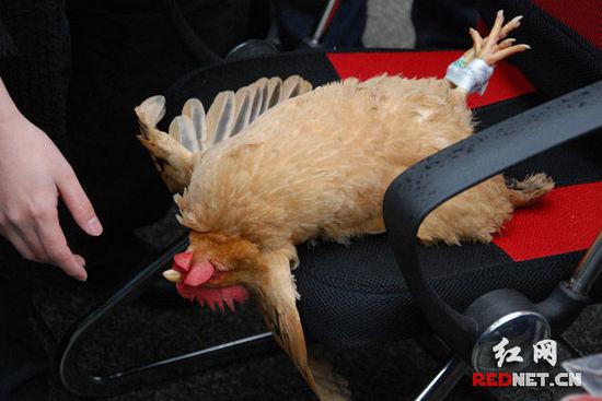 (一分钟不到,唐堂成功把鸡催眠。)