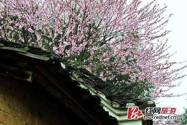 3月湖南花境大赏:带着味蕾去寻花