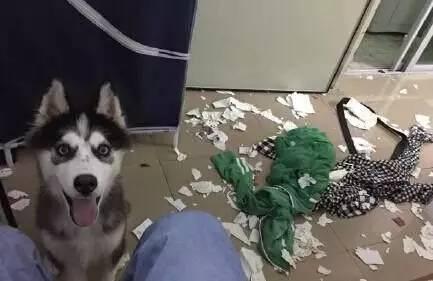 家有拆迁队 养一只特能拆家的宠物是什么体验