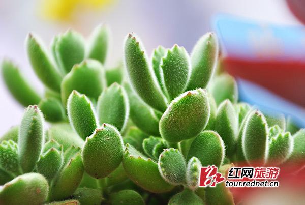 多肉植物馆在长沙惊艳开馆 萌化众“肉肉”粉丝