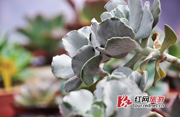 现场展出多肉植物共4万余盆，其中不少是倾注了培育者多年心血的珍贵品种。