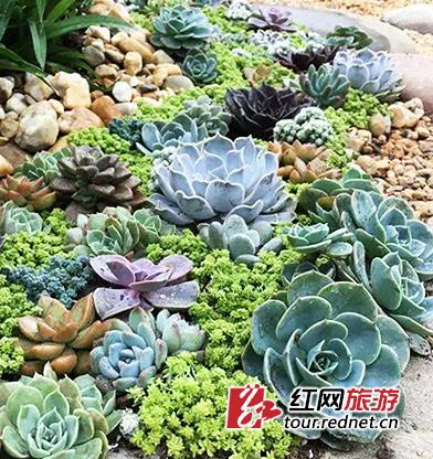 有了这些形态各异、憨态可掬的多肉植物，你也可以不费力地种出属于自己的微缩“庭院”。