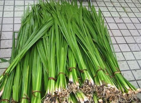 农历五月流行疾病多发 学用菖蒲艾叶青蒿及大