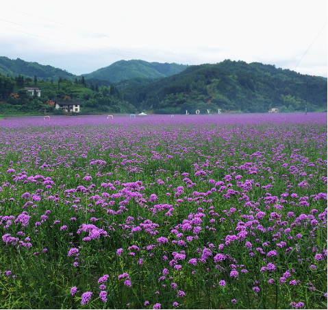 不去普罗旺斯赏百亩花海 香熏之恋摄影大赛启