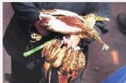 湖南已刑拘猎杀候鸟者8人 举报最高可获5000元