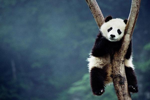 陪熊猫玩号称中国最有趣工作 年薪20万