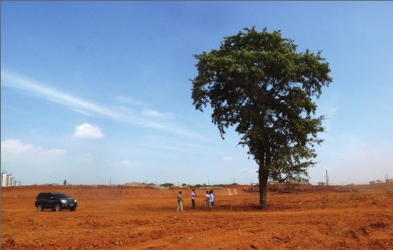 湘潭摇钱村征地拆迁 百年摇钱树原地保护