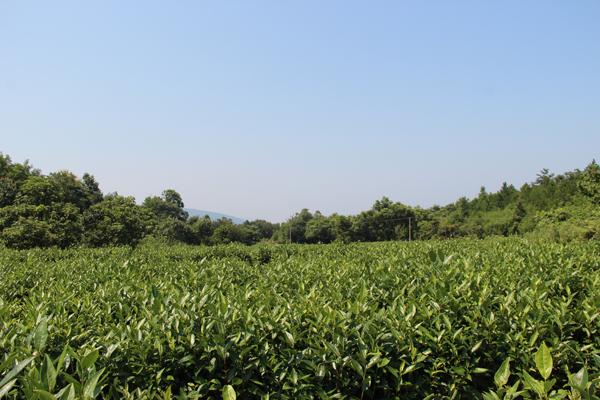 高山云雾“养”好茶 石门云中君有机茶基地见闻