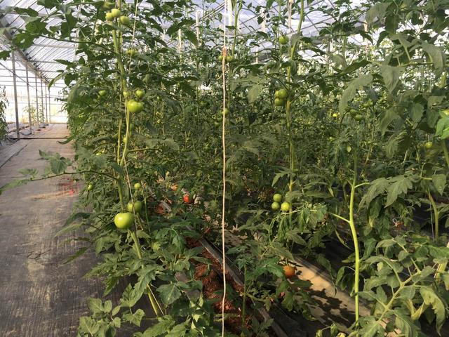 从贩菜到无土种菜 长沙蔬菜大王的创业之路