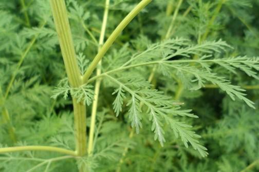 农历五月流行疾病多发 学用菖蒲艾叶青蒿及大