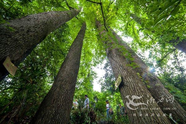 湘西龙山发现树龄超150年古枫群 6株树相依