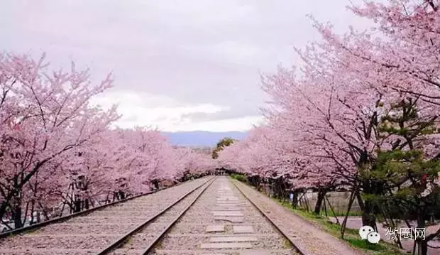 不用去日本 就在家门口与樱花女神一起赏樱