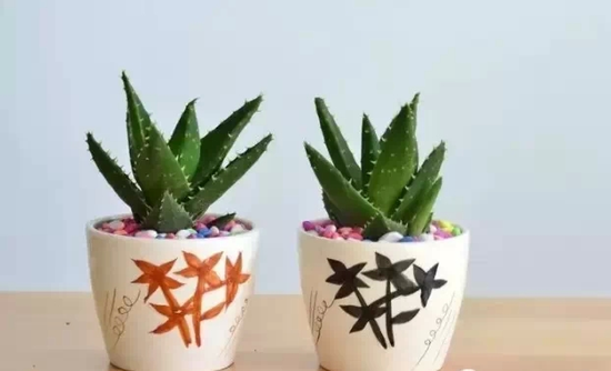 芦荟