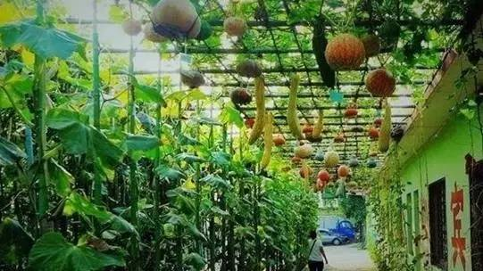 海南省推动 共享农庄 建设 使农民转变成股民