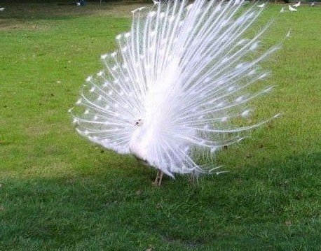 南国威尼斯城游记:亲见白孔雀开屏