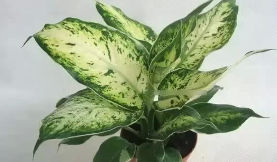 银皇后