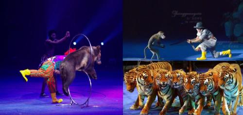 十一到华银城看雄狮猛虎 马戏团等你来嗨