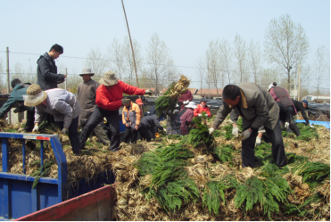 江苏沭阳小花木做大互联网+