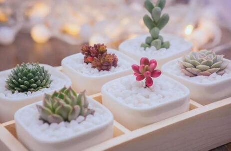 幸福踏青季 鸢飞孔雀城