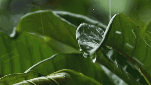 桃源新都孔雀城谷雨 桃源春色正幸福谷雨天