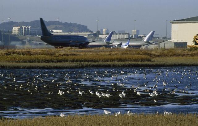 新机场周边将新增5万亩森林湿地