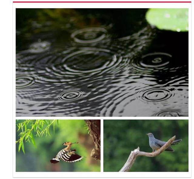 桃源新都孔雀城谷雨 桃源春色正幸福谷雨天