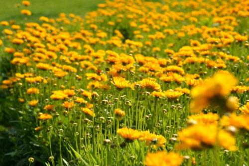 孔雀城大湖倾力打造新一代幸福小镇 欢迎品鉴