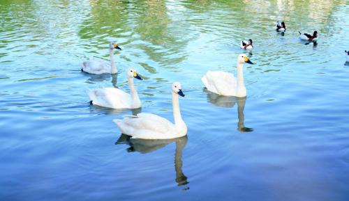 孔雀城大湖倾力打造新一代幸福小镇 欢迎品鉴