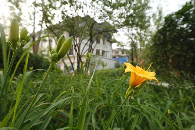 置业 | 温泉新都孔雀城 我想有个属于自己的院子