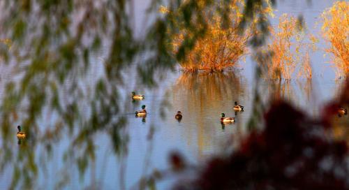 中粮·西海 稀世邂逅城市谧境