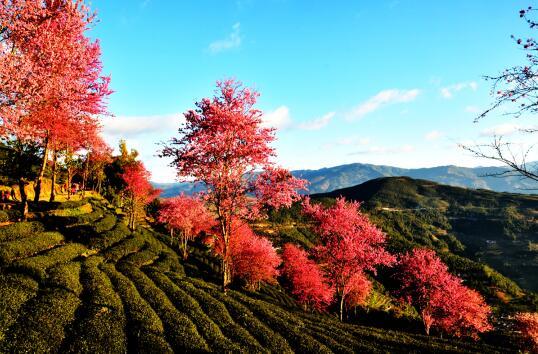 这是一条有味道的推送