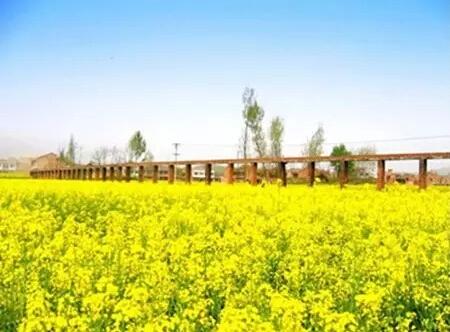 油菜花年年都拍 今年高逼格的南湖郁金香节约