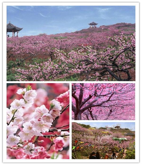 三月桃花节 来赏东山国际新城旁十里美景