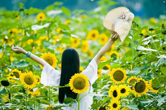 花田喜事向日葵又开放了 浪漫爱情基地等你来