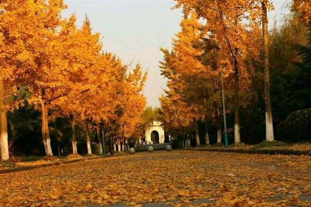 均价4900元买学校旁三房 配套齐全还可赏银杏