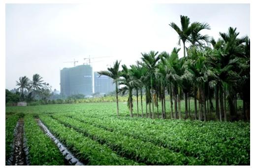 步行速度决定生活模式重庆快节奏遇上博鳌慢调