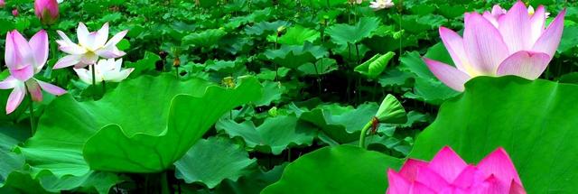 三水新城发展大有文章 水轴生态城破茧而出