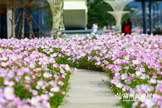 马尾东江滨公园月见草盛开 织出一湾粉红花海