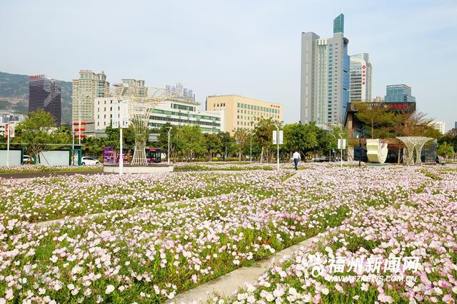 马尾东江滨公园月见草盛开 织出一湾粉红花海