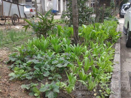 淮安新村草坪遭破坏 健身场地被开垦成菜地种