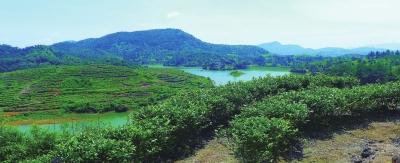 闽榕茶业帝封江湿地茉莉花基地 面积600多亩