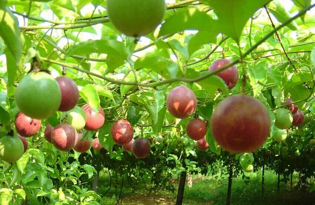 美林湖生态园果味飘香 百香果文化节气氛热烈