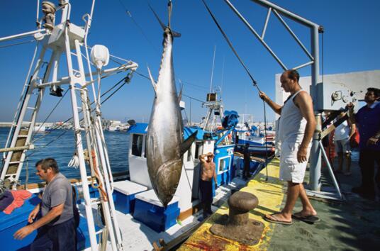 【恒大地产】鱼中钻石:蓝鳍金枪鱼美味科普