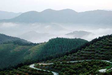 礁石岭森林公园