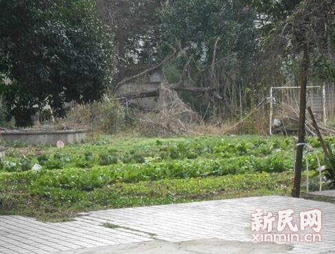 上海沙逊别墅竟沦为菜地 历史保护建筑管理缺