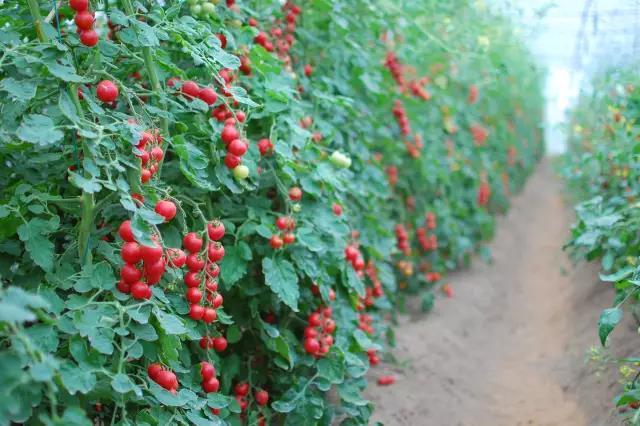 世合农园首次推出亲子采摘 美味小番茄让你吃