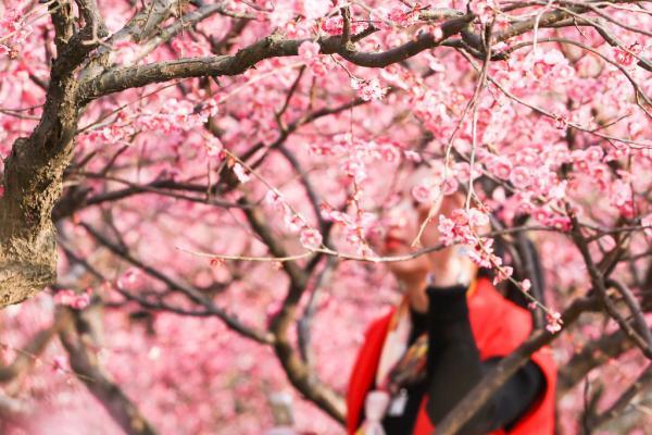 上海首推花期预报:桃花、樱花等将进入盛花期