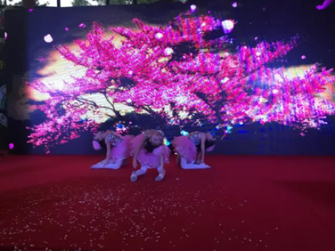 我要当明星 决赛落幕 一站到底 知识竞赛再启