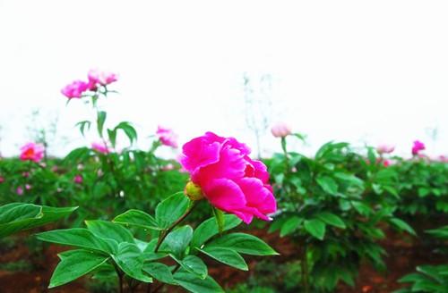 小长假邂逅牡丹花海 全家翻耕种苗回归田园生活