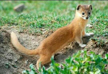 【黄鼠狼莫名绝迹 老鼠肆虐社区-武汉房产资讯】-武汉个人房源网